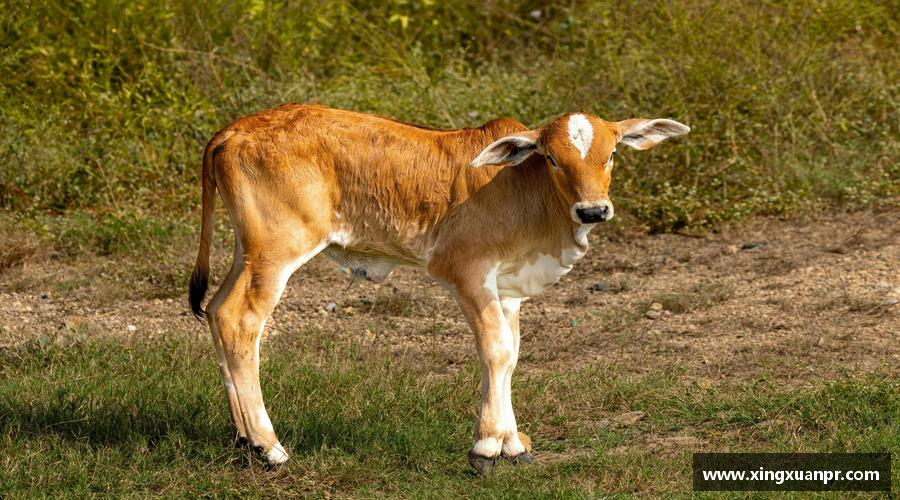 必一运动bsport体育永不放弃，追寻梦想